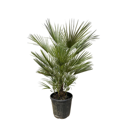 Chamaerops Humilis - Europese dwergpalm - ↨150cm - Ø30cm