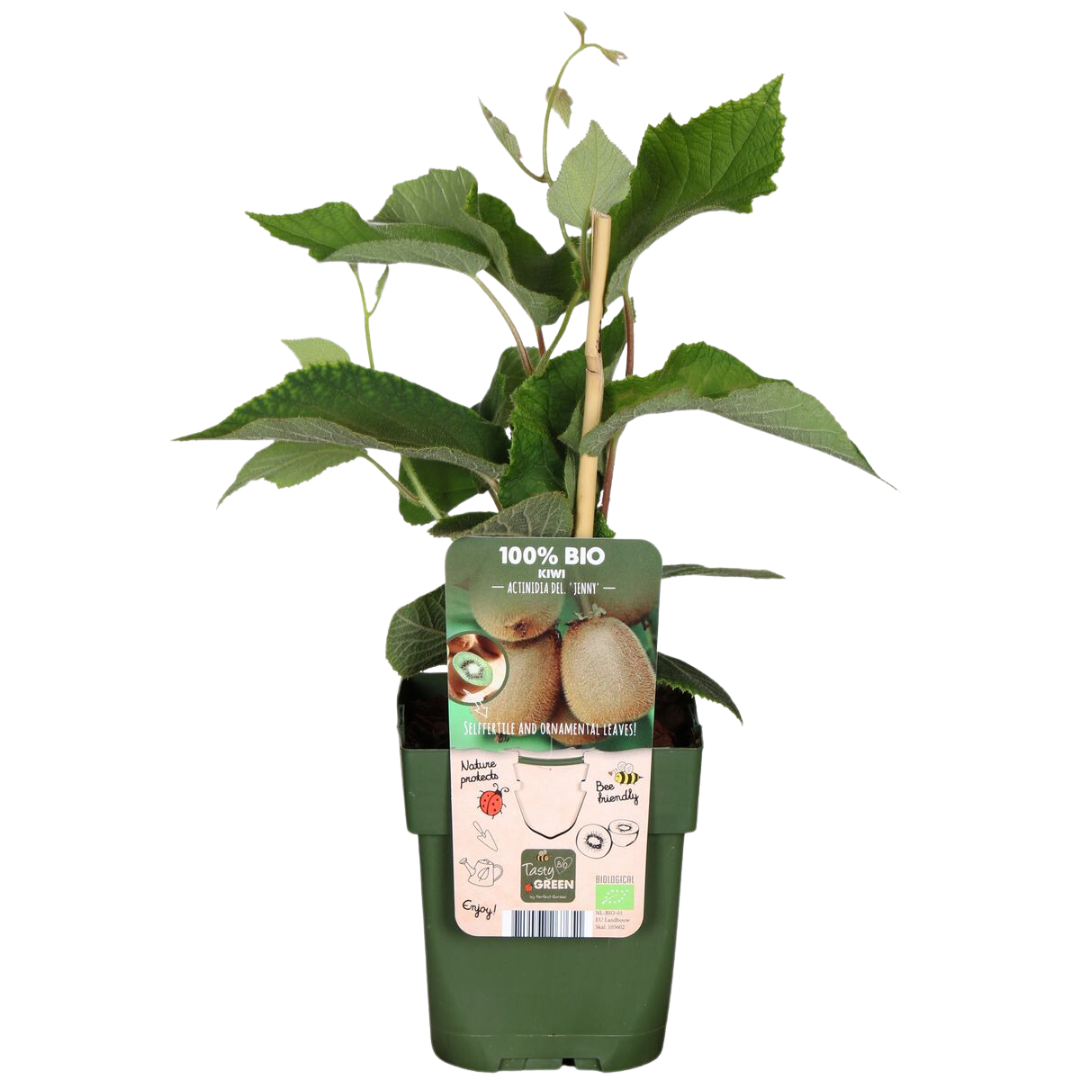 Biologische kiwiplanten - 3 stuks - ↨20cm - Ø13cm