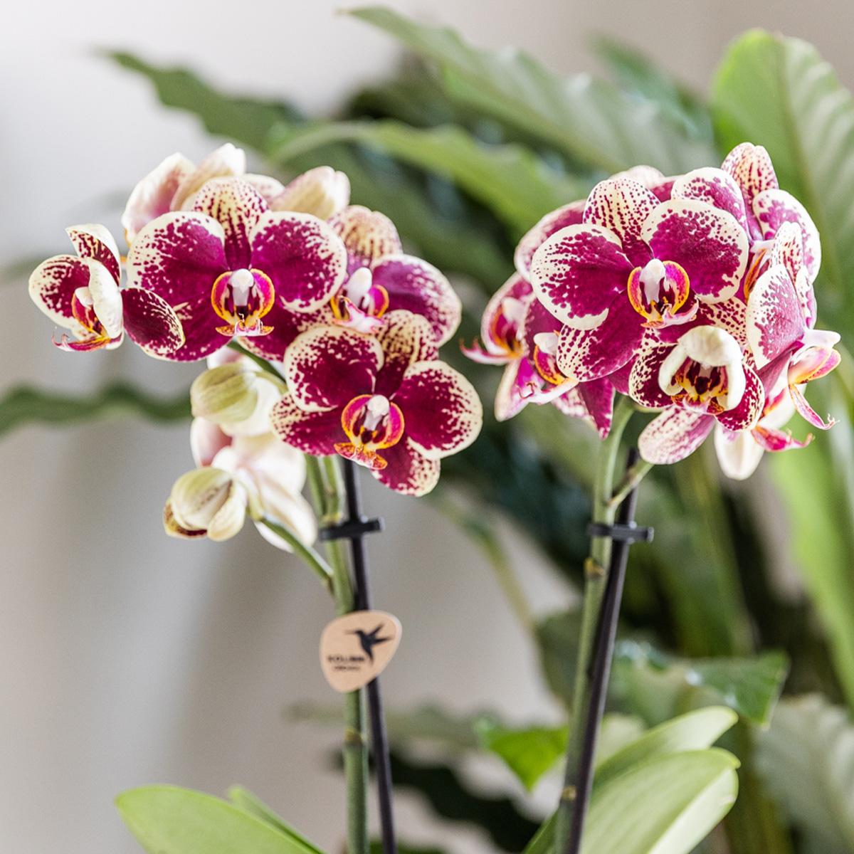 Geel rode phalaenopsis orchidee - Spain - Ø9cm