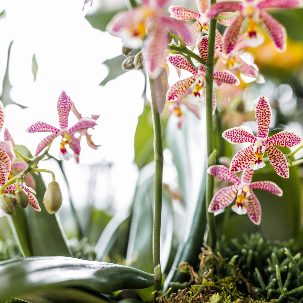 Oranje Phalaenopsis orchidee - Spider - Ø9cm