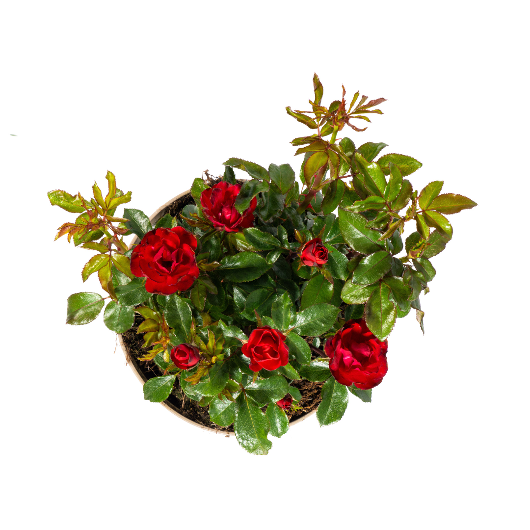 Rosa Zepeti - ↨35-40cm - Ø19cm