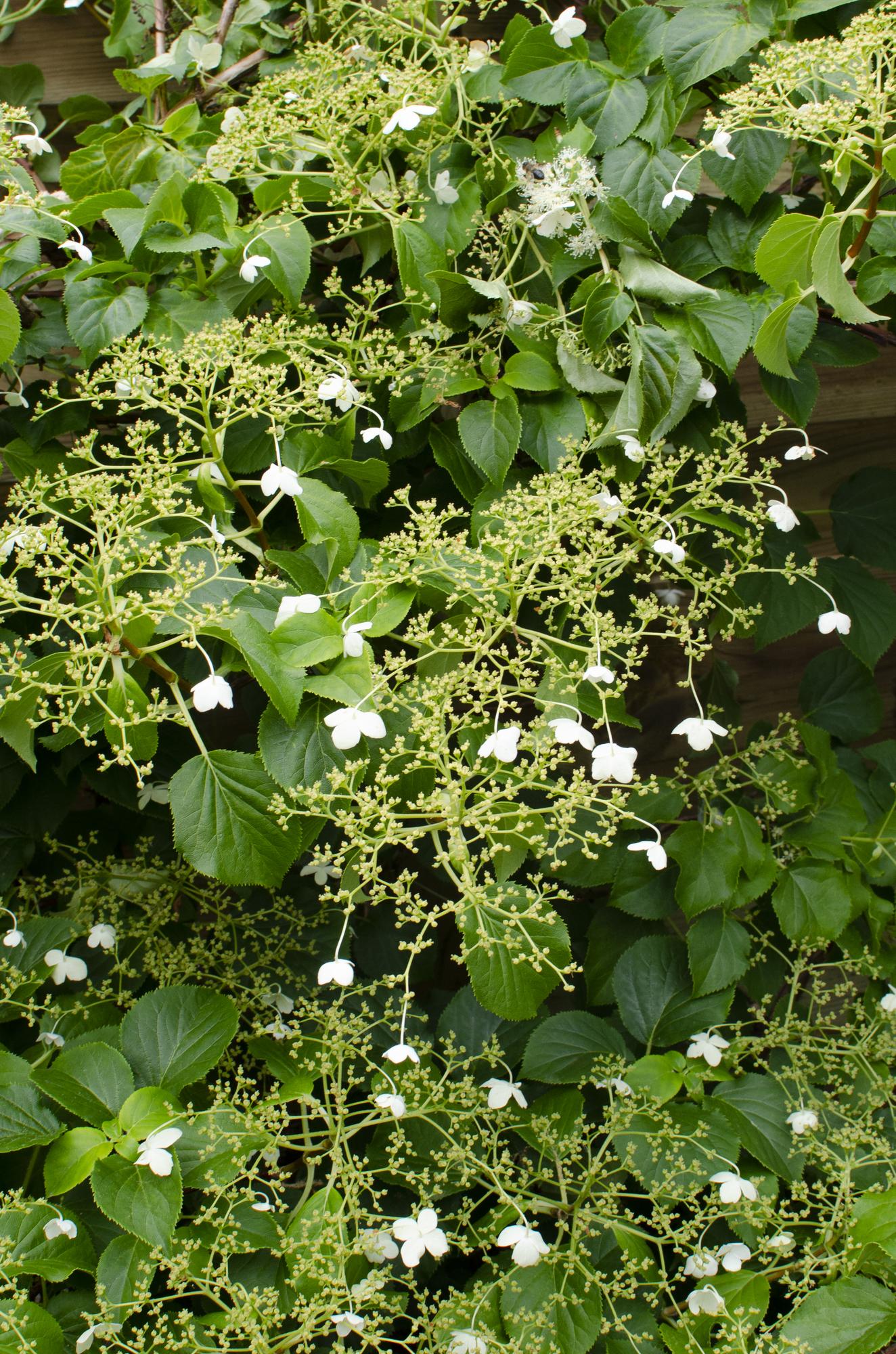 Hydrangea petiolaris - Klimhortensia - ↨65cm - Ø15cm