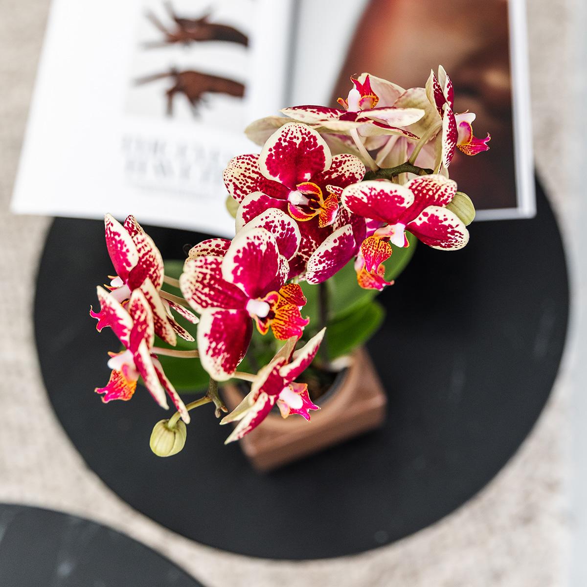 Geel rode phalaenopsis orchidee - Spain - Ø9cm