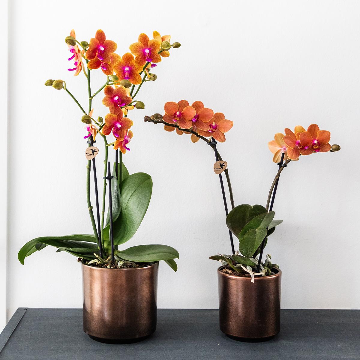 Oranje geurende Phalaenopsis orchidee - Fragrance - Ø9cm