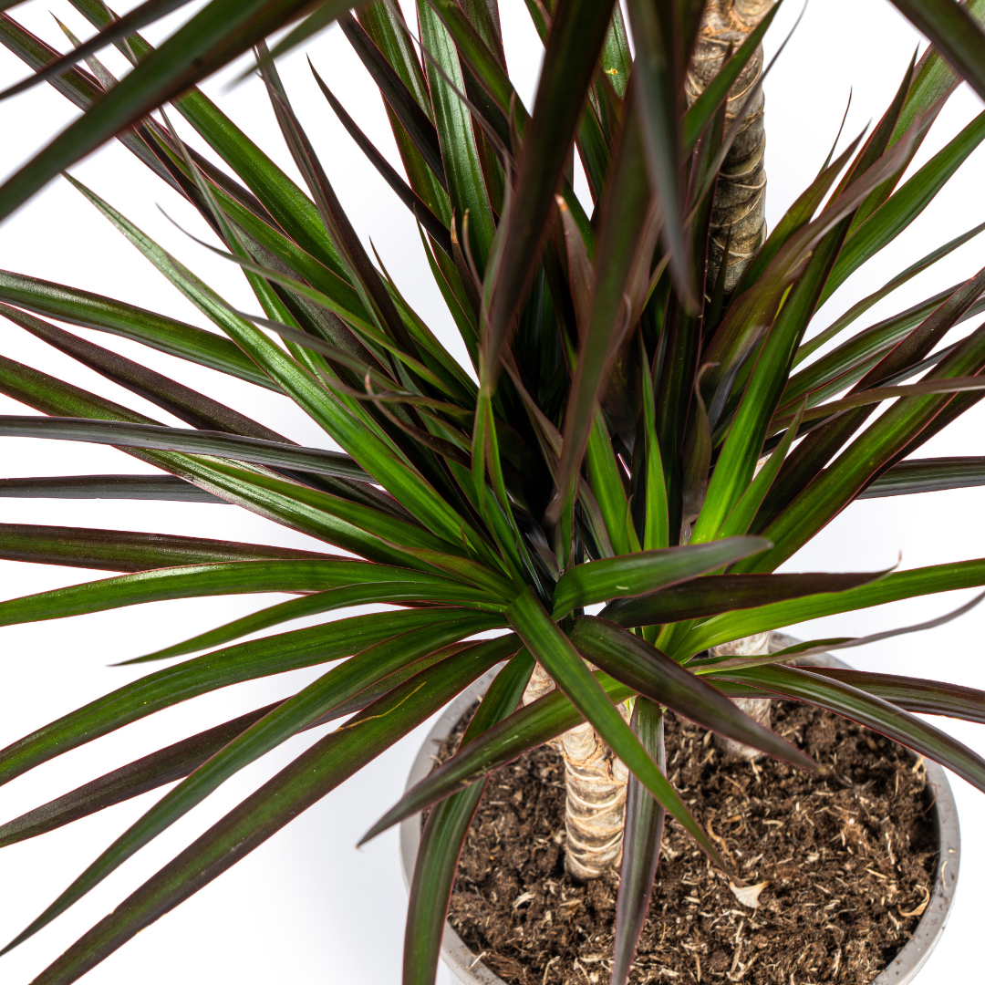 Dracaena Marginata Magenta - ↨70-90cm - Ø19cm