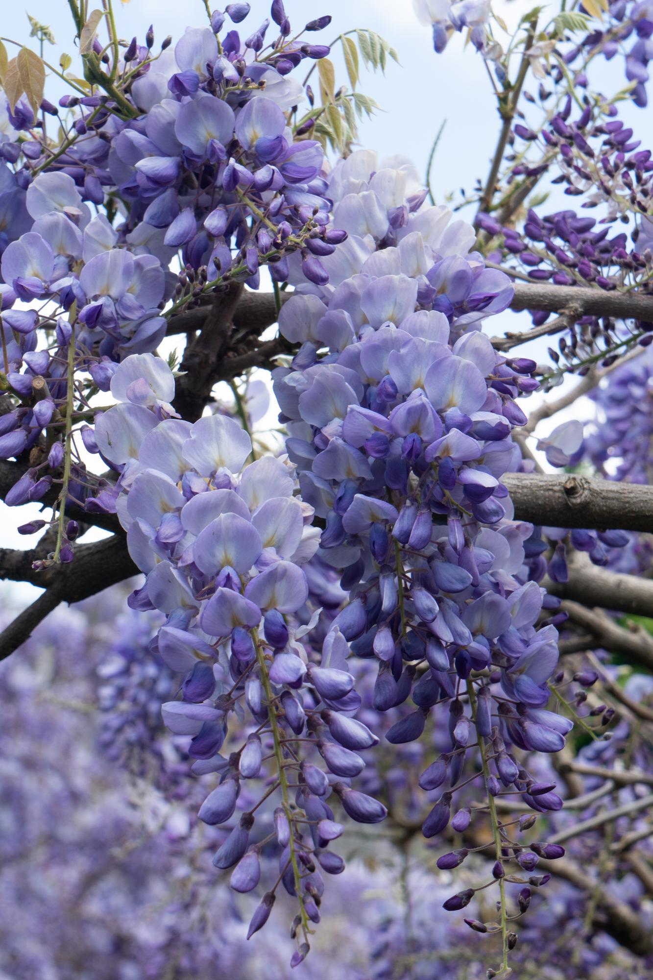 Wisteria sinensis 'Prolific' - Blauwe regen - ↨65cm - Ø15cm