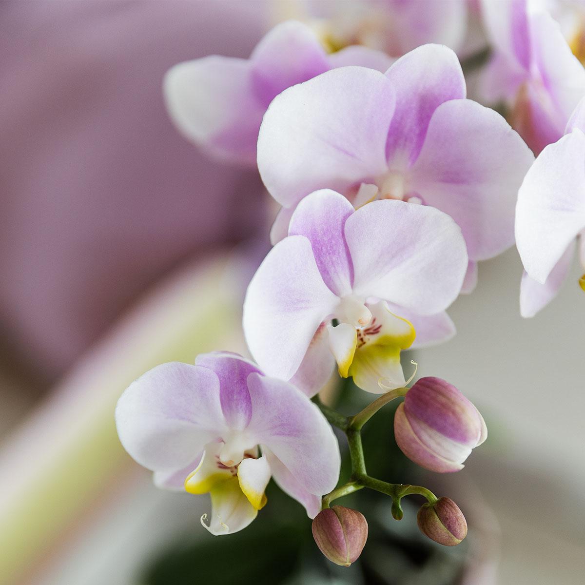 Roze phalaenopsis orchidee - Portugal - Ø9cm