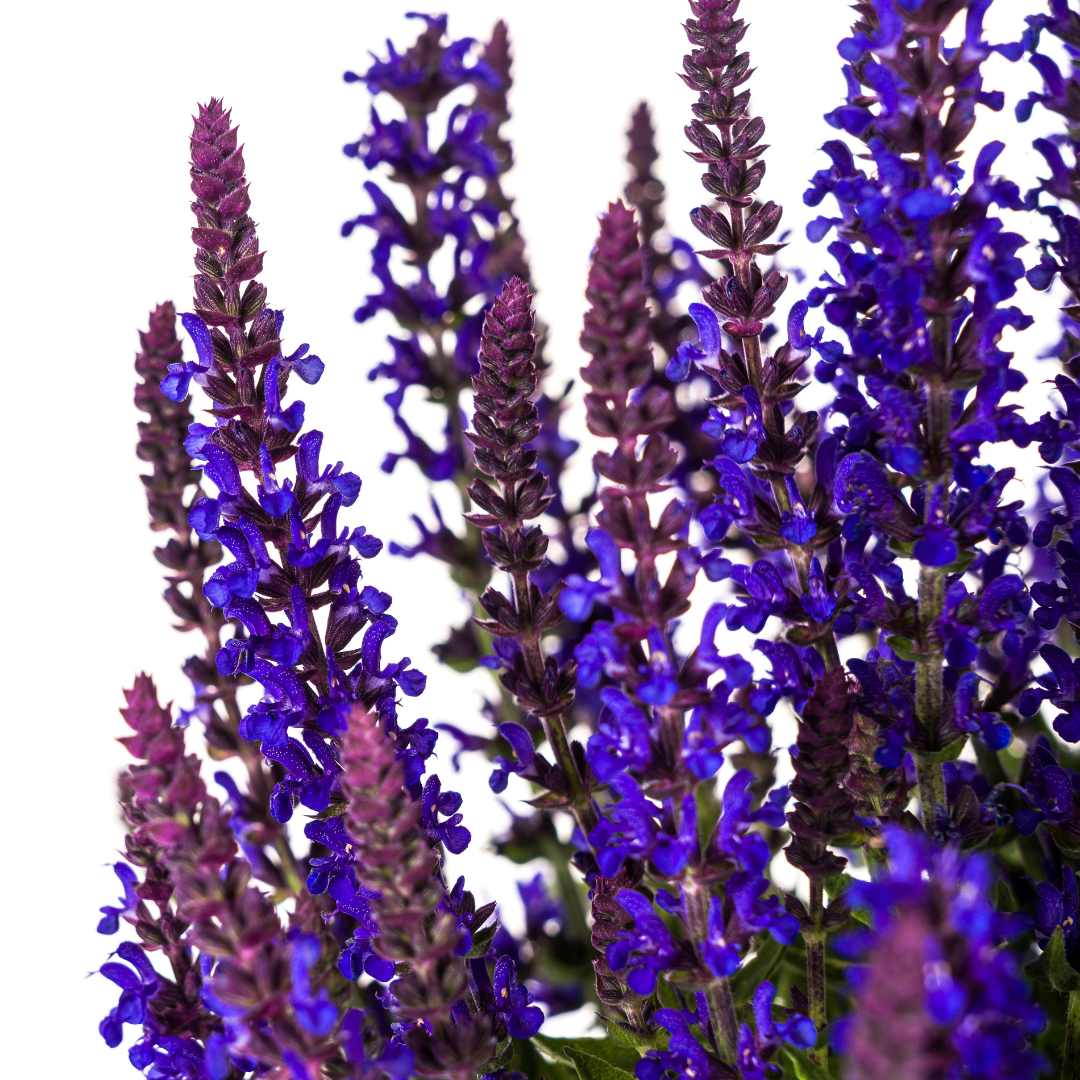 Salvia nemorosa - ↨50-60cm - Ø19cm