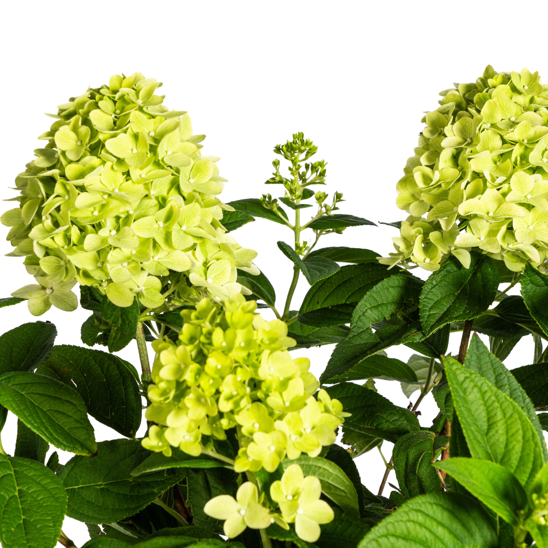 Hydrangea Paniculata Limelight - ↨40-60cm - Ø19cm