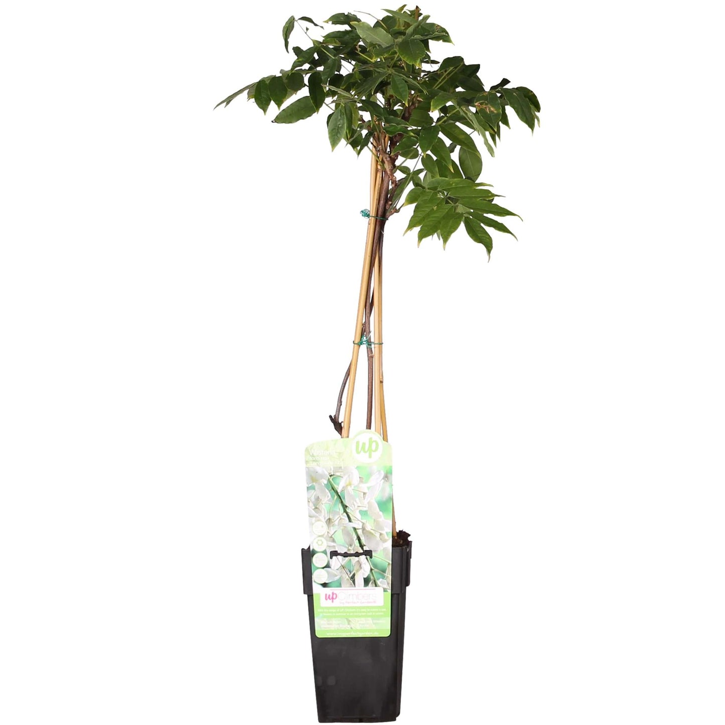 Wisteria floribunda Alba - Witte regen - ↨65cm - Ø15cm