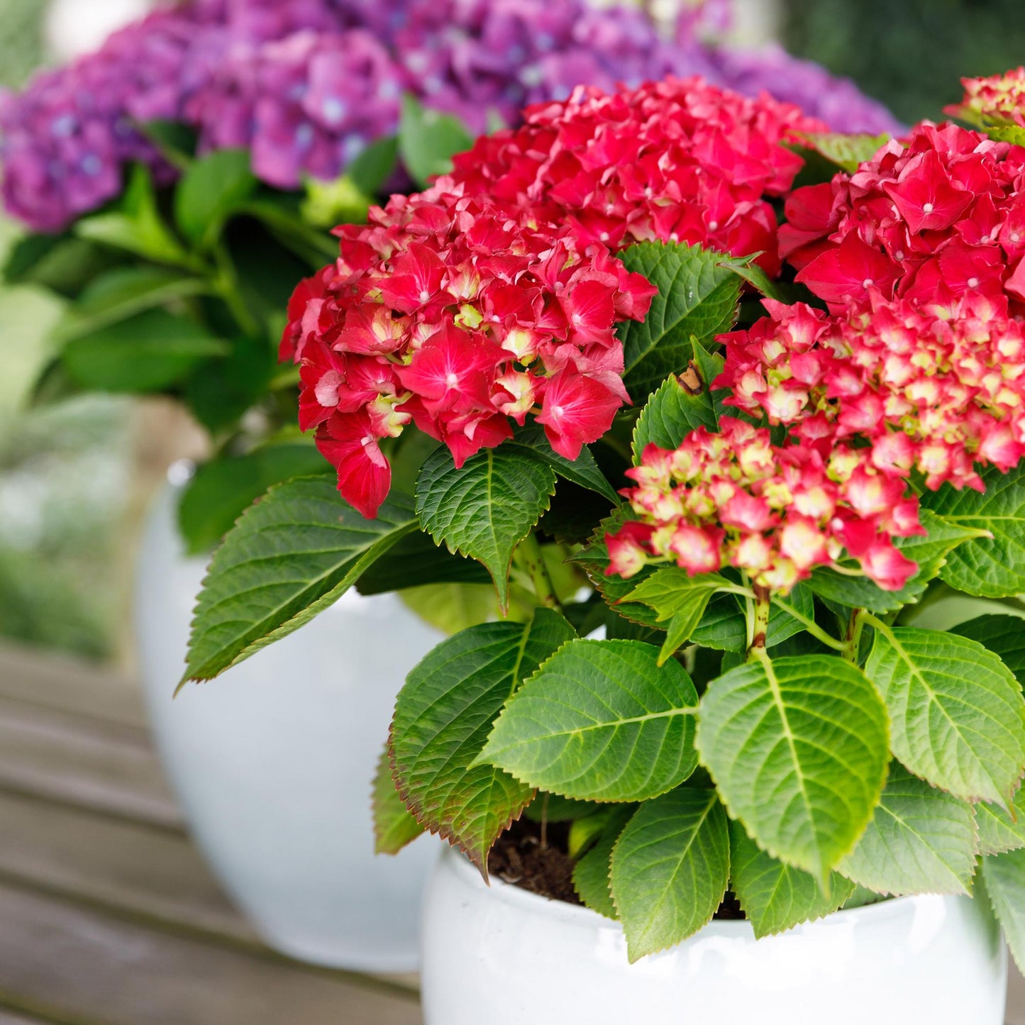 Hydrangea Forever & Ever - Rood - Hortensia - 2 Planten - ↨55cm - Ø23cm