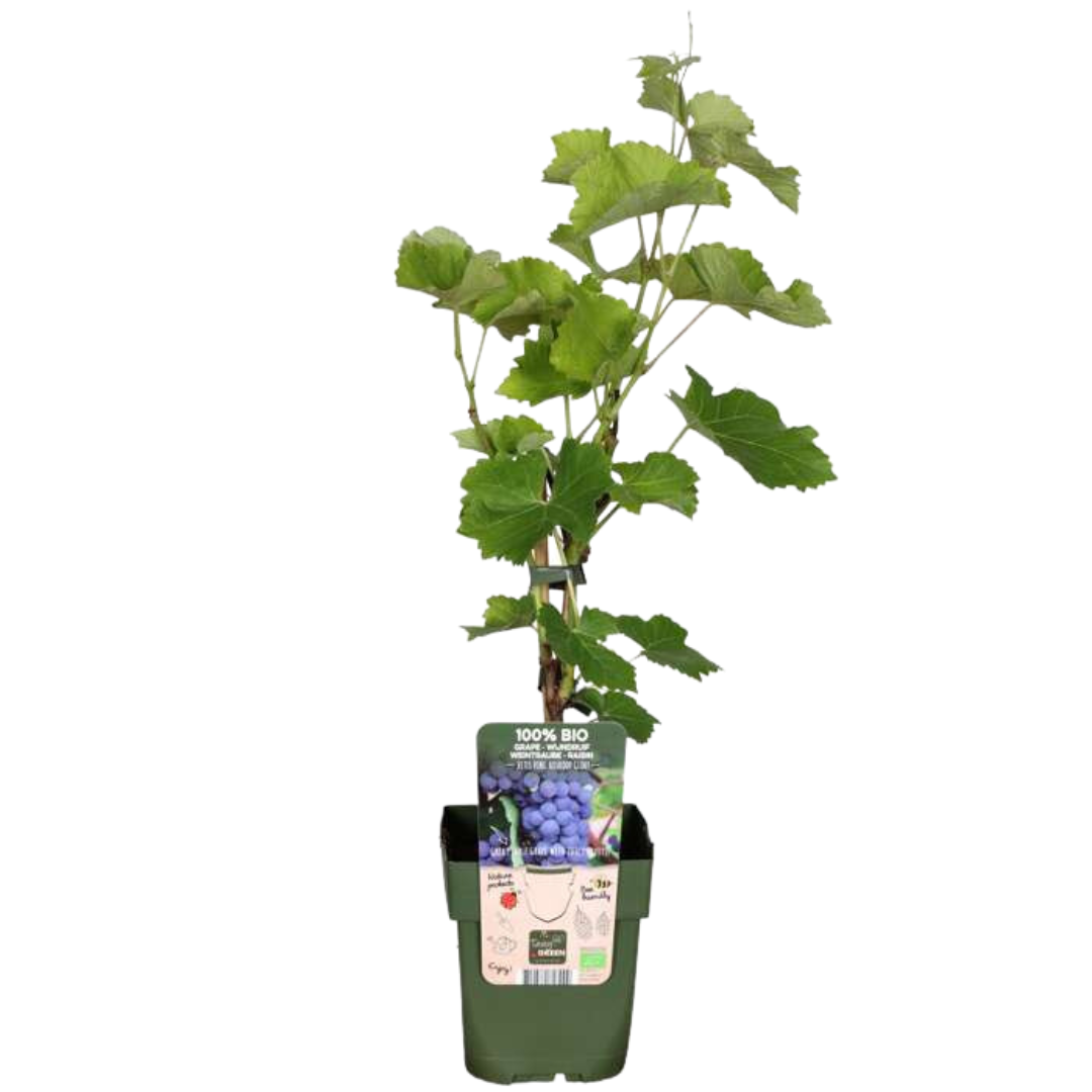 Biologische Druivenplanten - 3 stuks - ↨20cm - Ø13cm