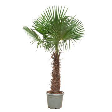 Trachycarpus Fortunei - ↨240-270cm - Ø55cm