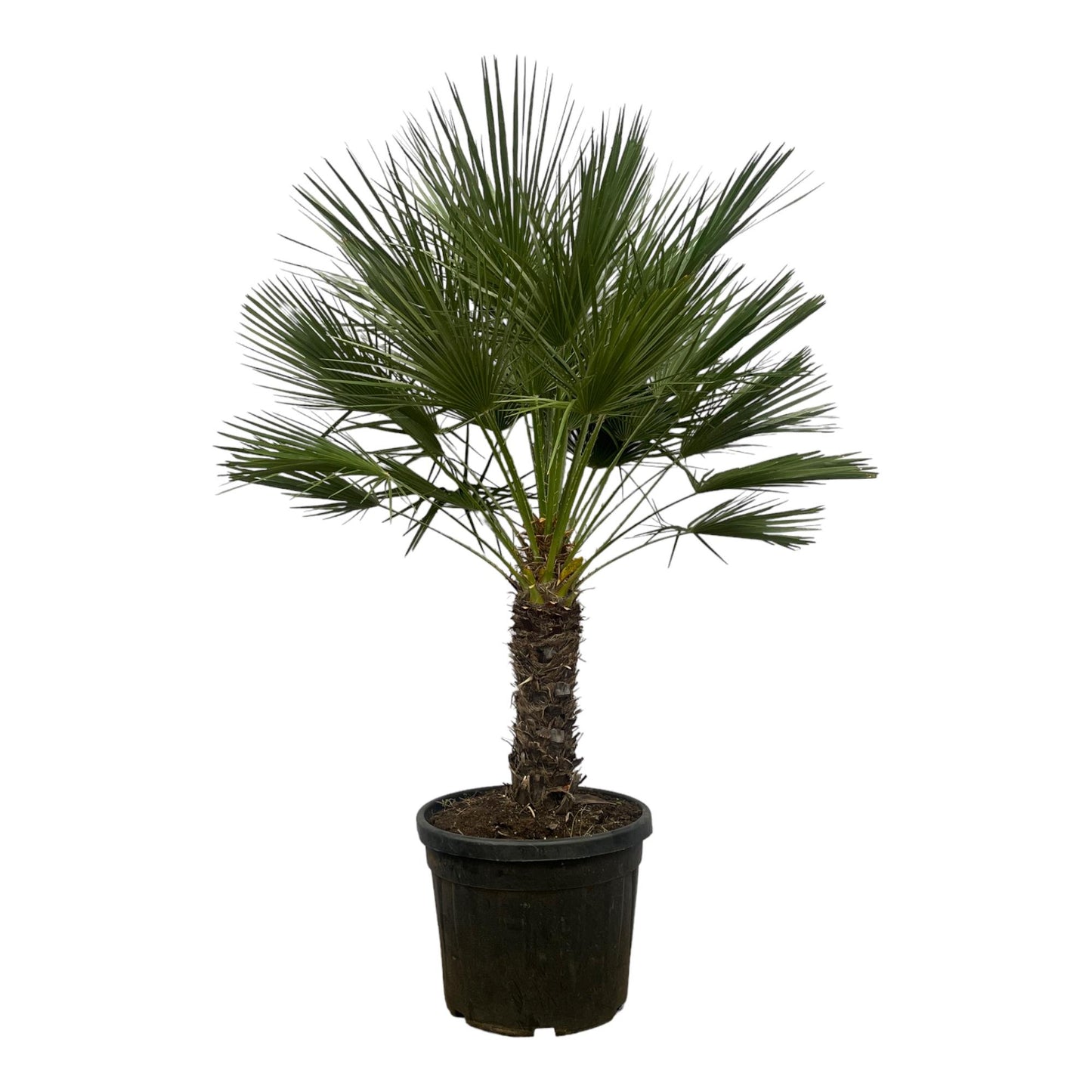 Chamaerops Humilis op stam - Dwergpalm - ↨150cm - Ø45cm