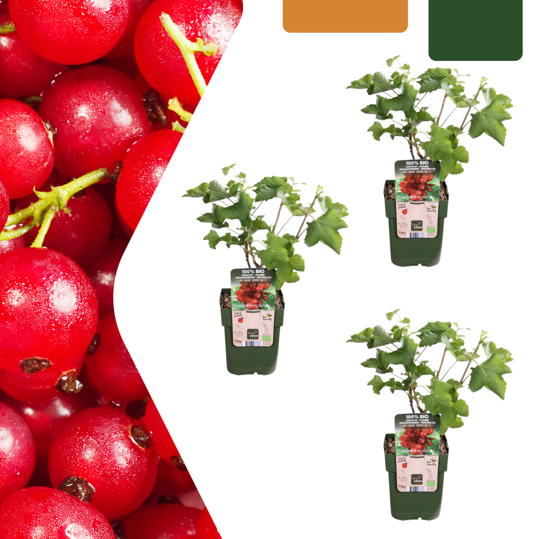 Biologische Kruisbessenplanten - 3 stuks - ↨20cm - Ø13cm