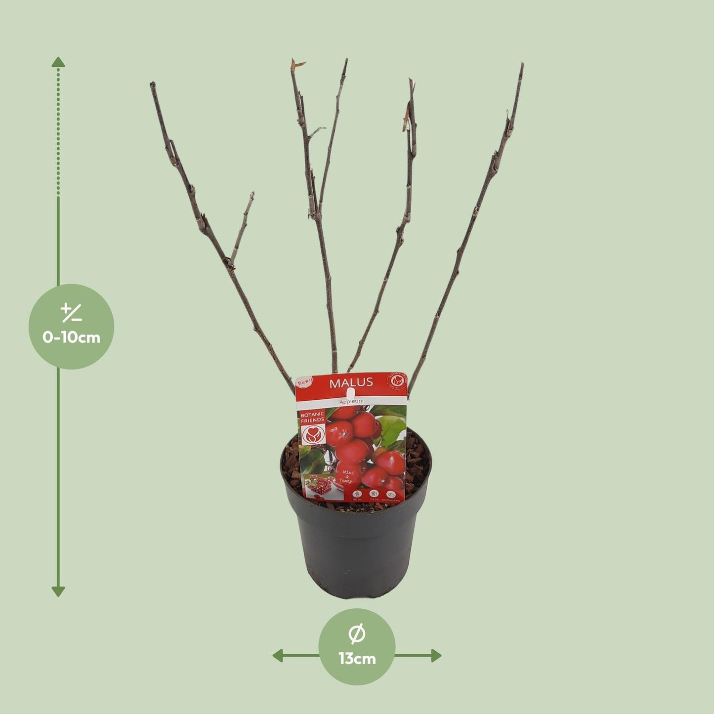Malus 'Appletini' - Dwergappelboom - ↨10cm - Ø13cm