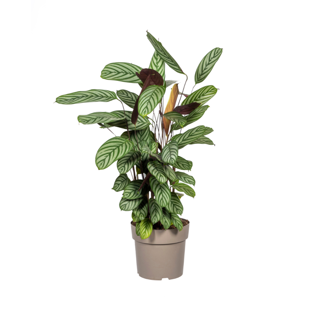 Calathea Oppenheimiana - ↨80-100cm - Ø24cm