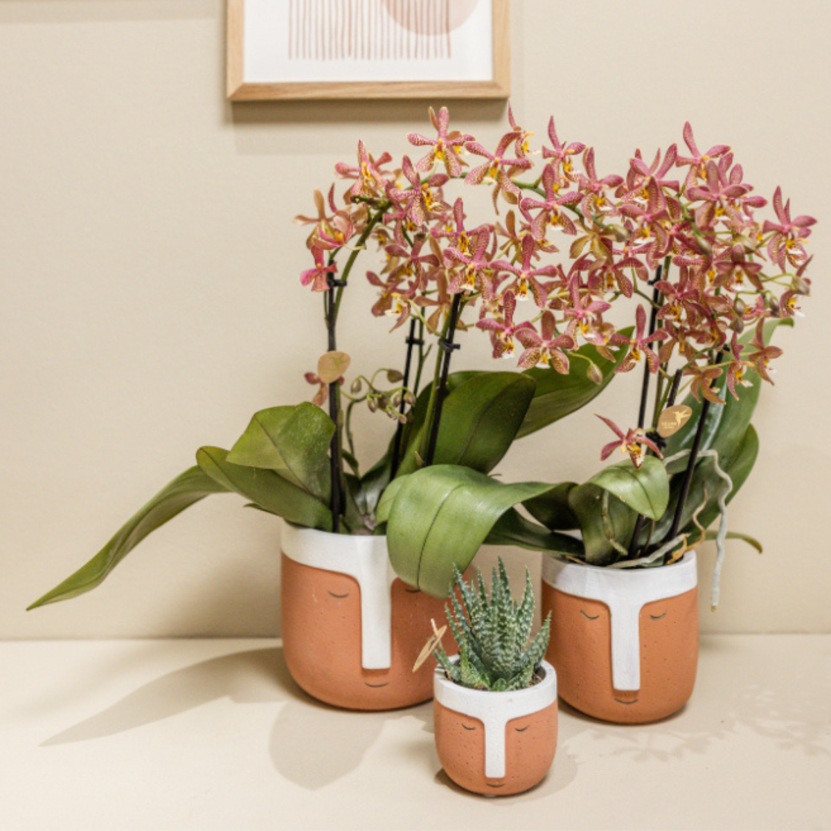 Oranje Phalaenopsis orchidee - Spider - Ø9cm