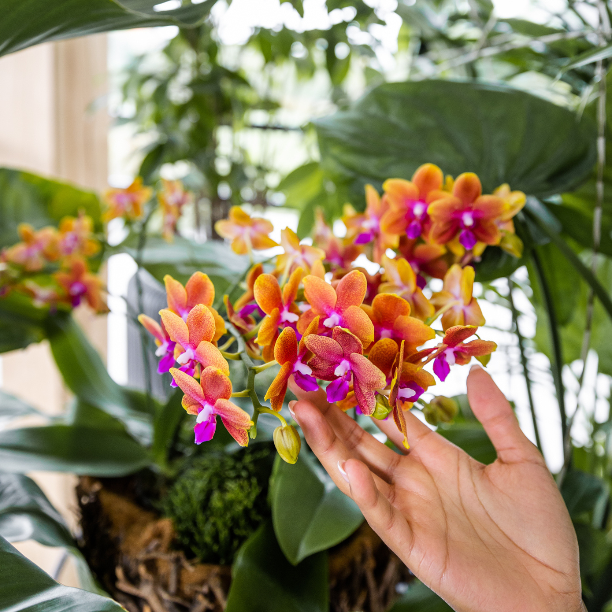 Oranje geurende Phalaenopsis orchidee - Fragrance orange - Ø12cm