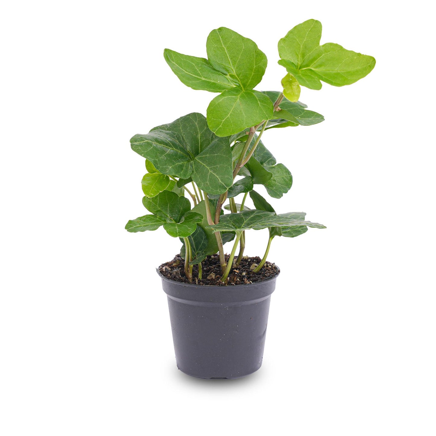 Hedera helix - Ø6cm