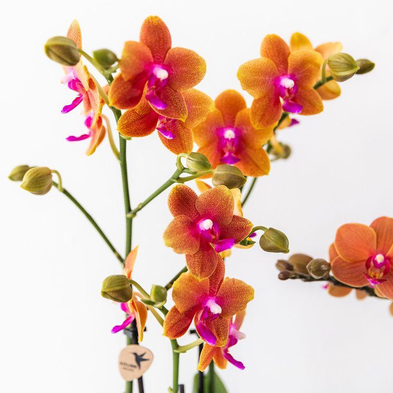 Oranje geurende Phalaenopsis orchidee - Fragrance orange - Ø12cm