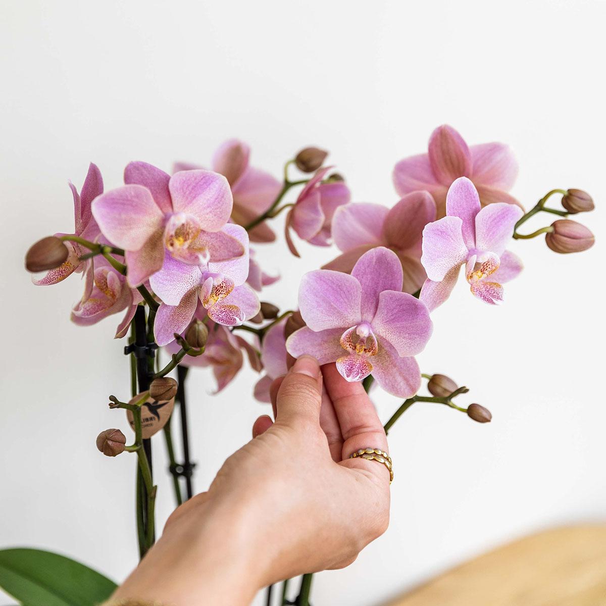 Oudroze Phalaenopsis orchidee - Jewel Treviso - Ø12cm