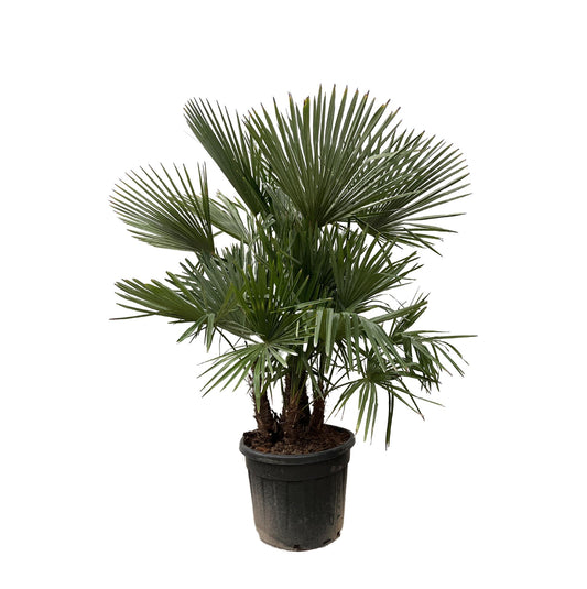 Trachycarpus multi stam - Waaierpalm - ↨230cm - Ø50cm