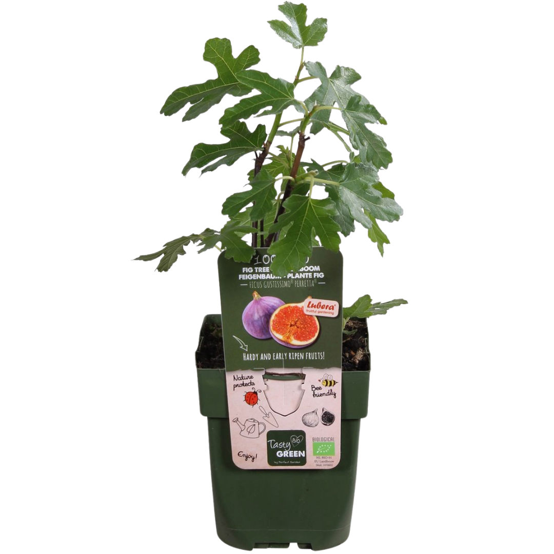 Biologische Vijgenbomen - 6 stuks - ↨20cm - Ø13cm