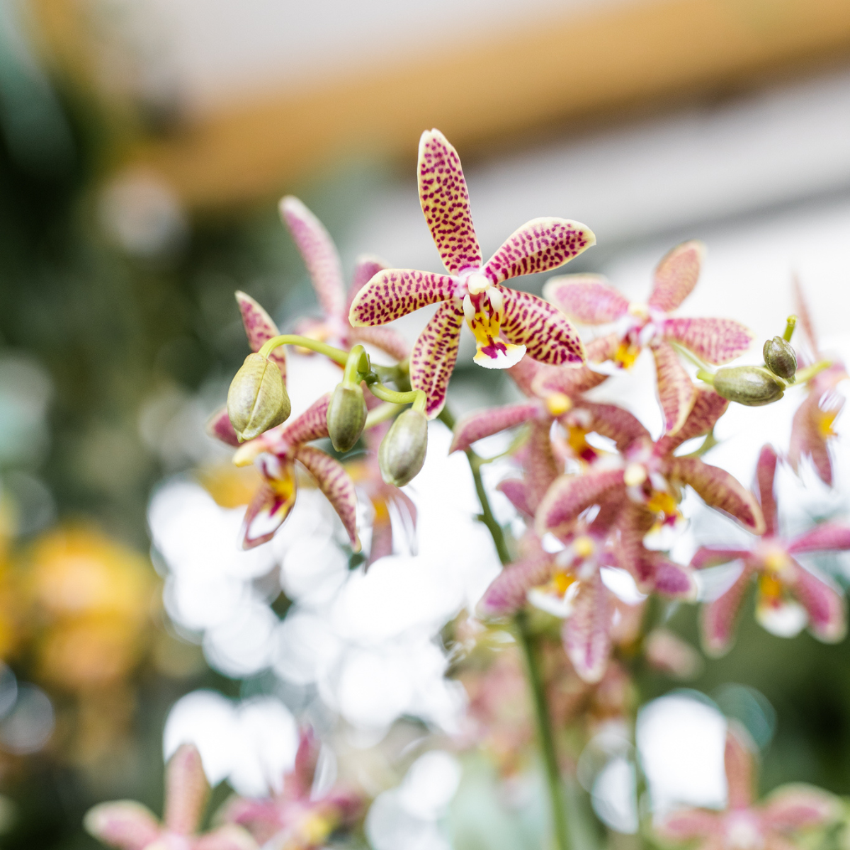 Oranje Phalaenopsis orchidee - Spider - Ø9cm
