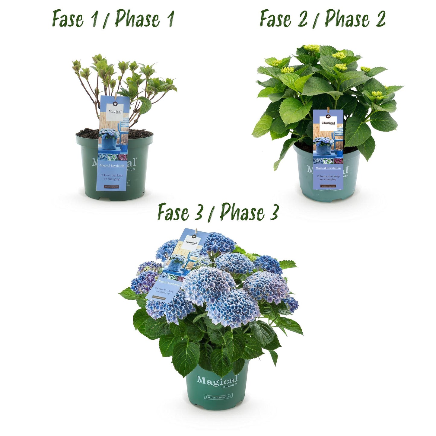 Hydrangea Magical Revolution Blue - Blauw - Hortensia - 2 Planten - ↨55cm - Ø23cm
