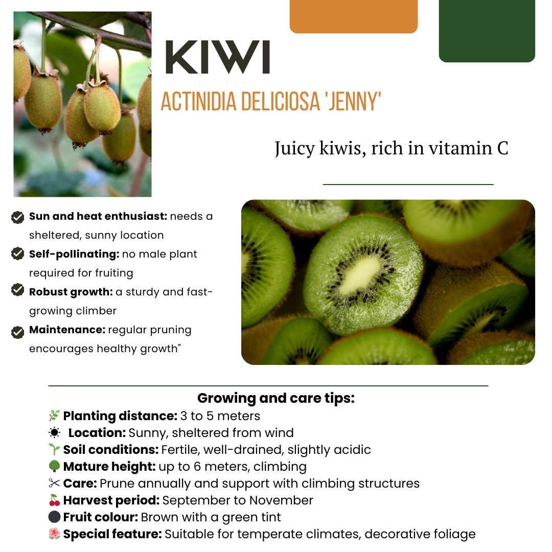 Biologische kiwiplanten - 6 stuks - ↨20cm - Ø13cm