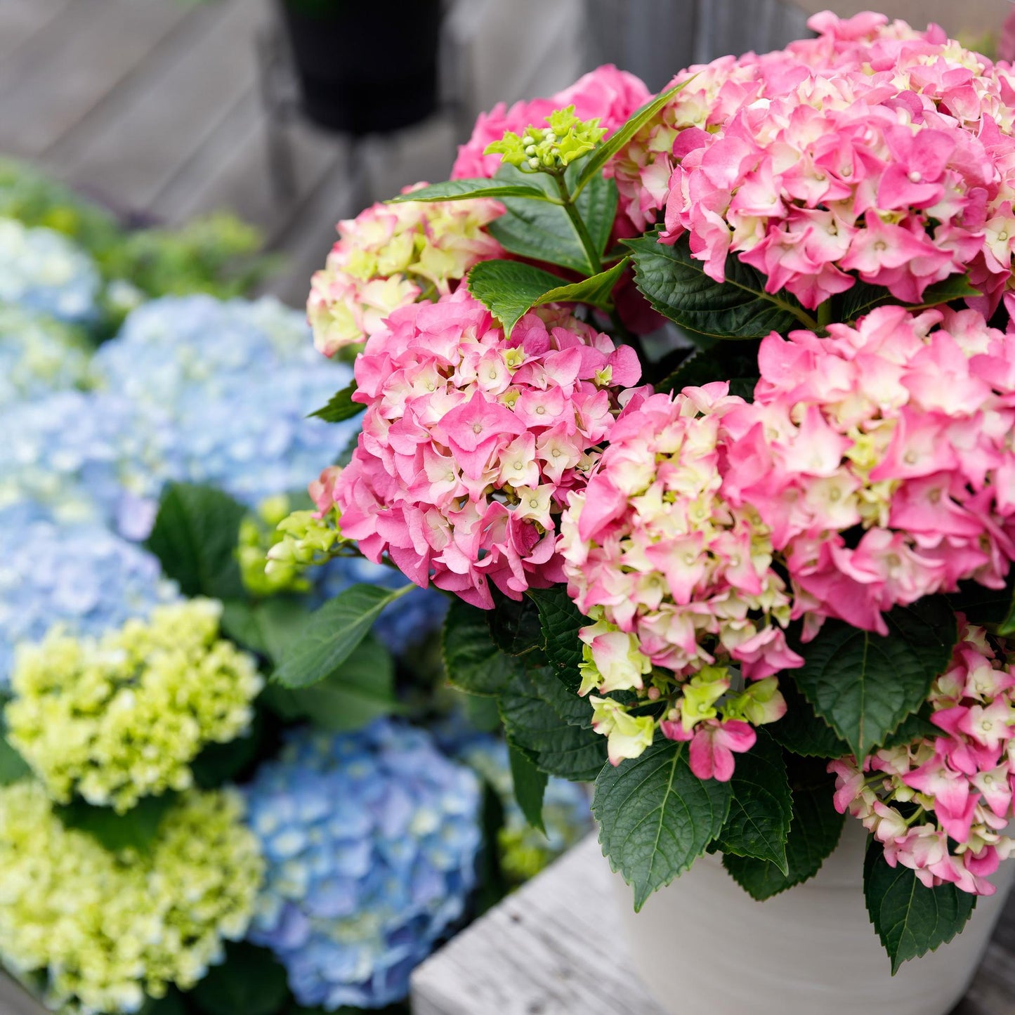 Hydrangea Forever & Ever - Hortensia - Roze - 2 Planten - ↨55cm - Ø23cm