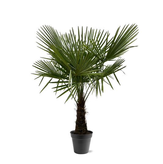 Trachycarpus Fortuneii - Chinese Waaierpalm - ↨160-180cm - Ø30cm