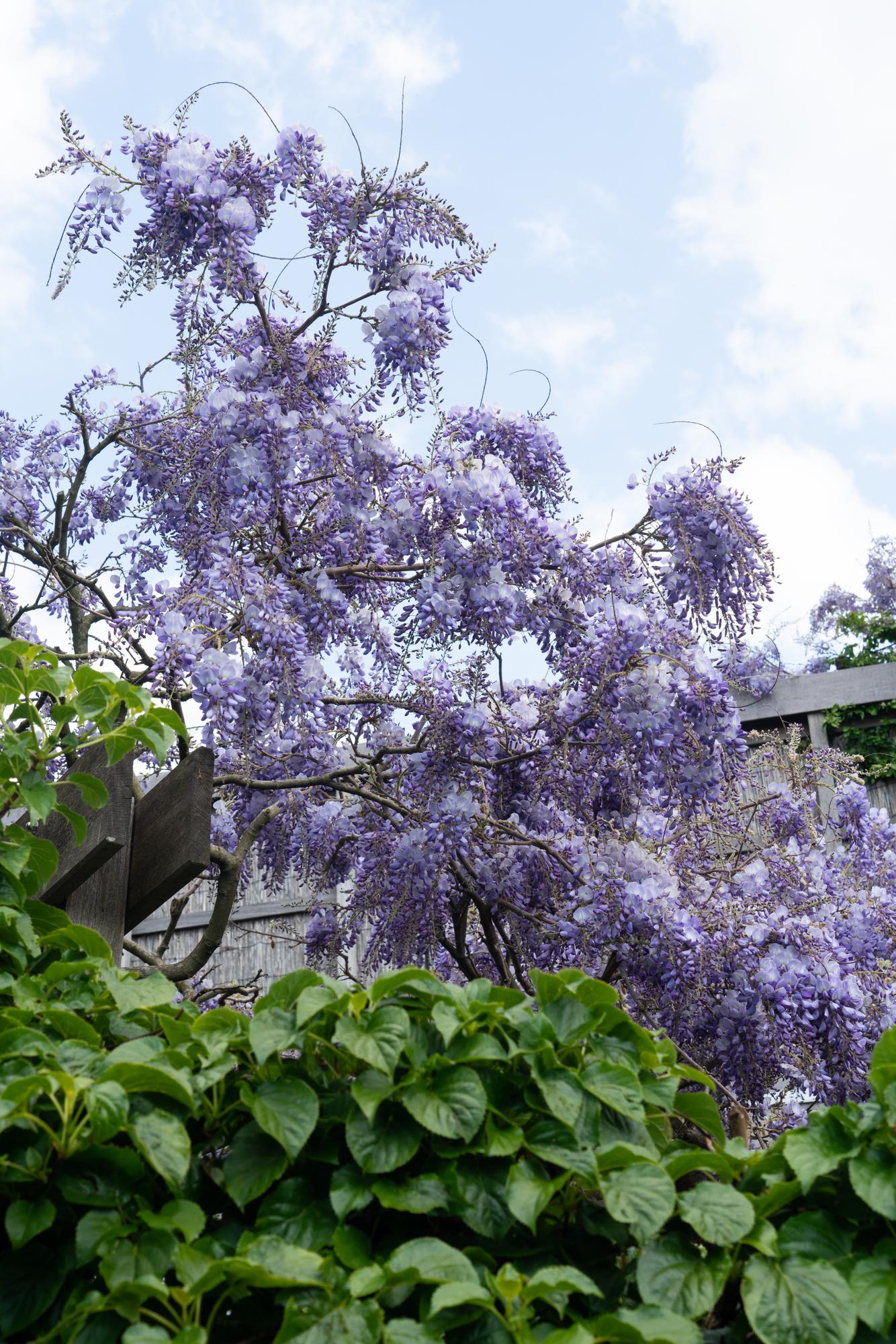 Wisteria sinensis 'Prolific' - Blauwe regen - ↨65cm - Ø15cm