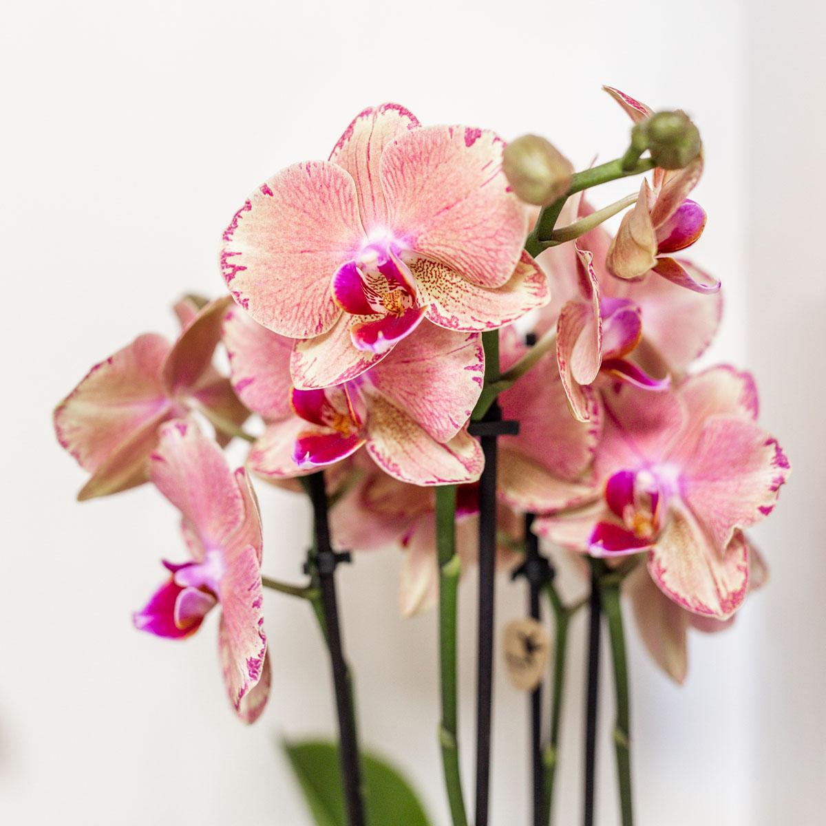 Oranje roze Phalaenopsis orchidee - Jewel Pirate Picotee - Ø12cm
