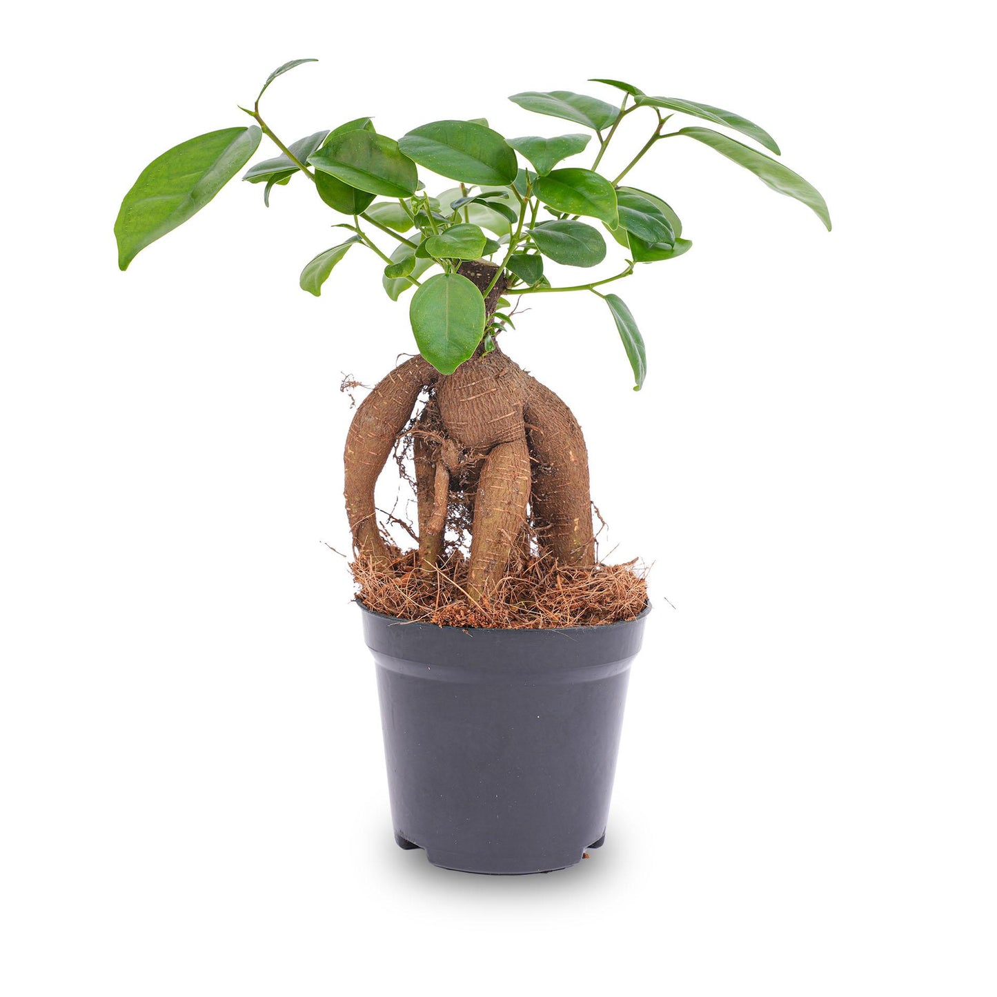 Ficus Ginseng bonsai - Microcarpa - Ø9cm