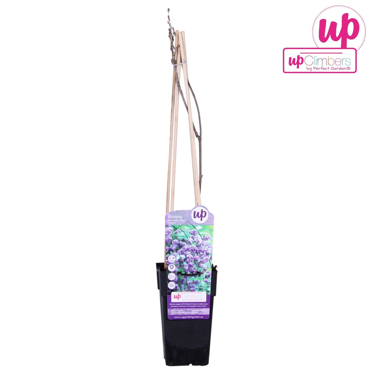 Wisteria sinensis 'Prolific' - Blauwe regen - ↨65cm - Ø15cm