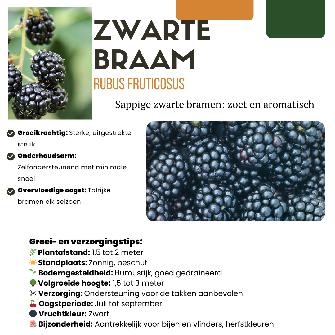 BIO Fruitplanten - mix set van 3 verschillende soorten - Zoete oogst