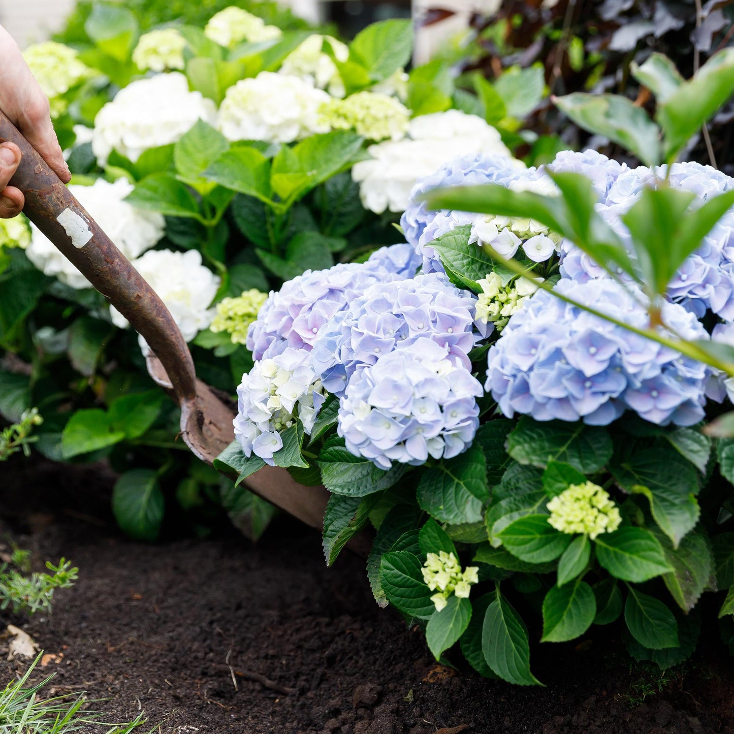 Hydrangea Forever & Ever - Hortensia - Blauw - 2 Planten - ↨55cm - Ø23cm