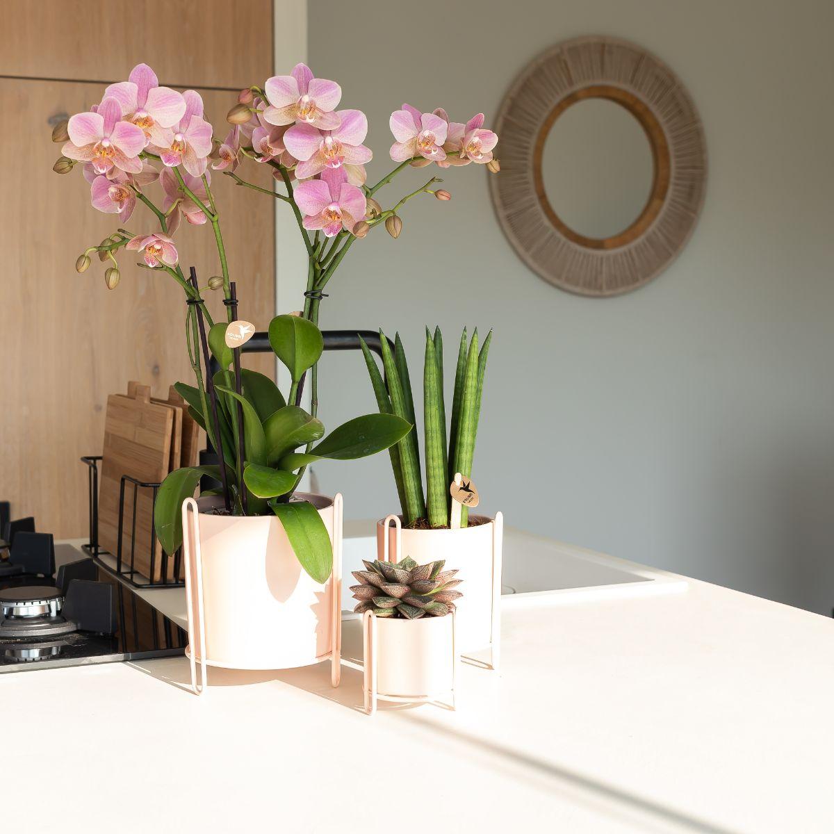 Oudroze Phalaenopsis orchidee - Jewel Treviso - Ø12cm