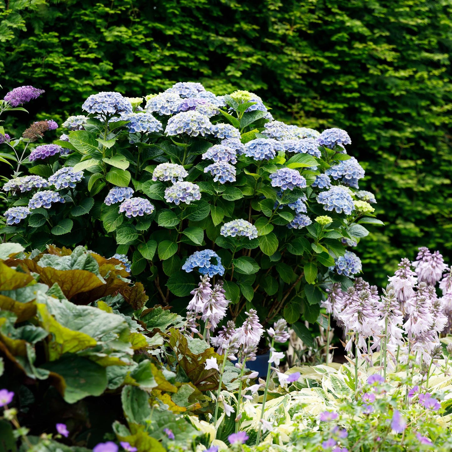 Hydrangea Magical Revolution Blue - Blauw - Hortensia - 2 Planten - ↨55cm - Ø23cm