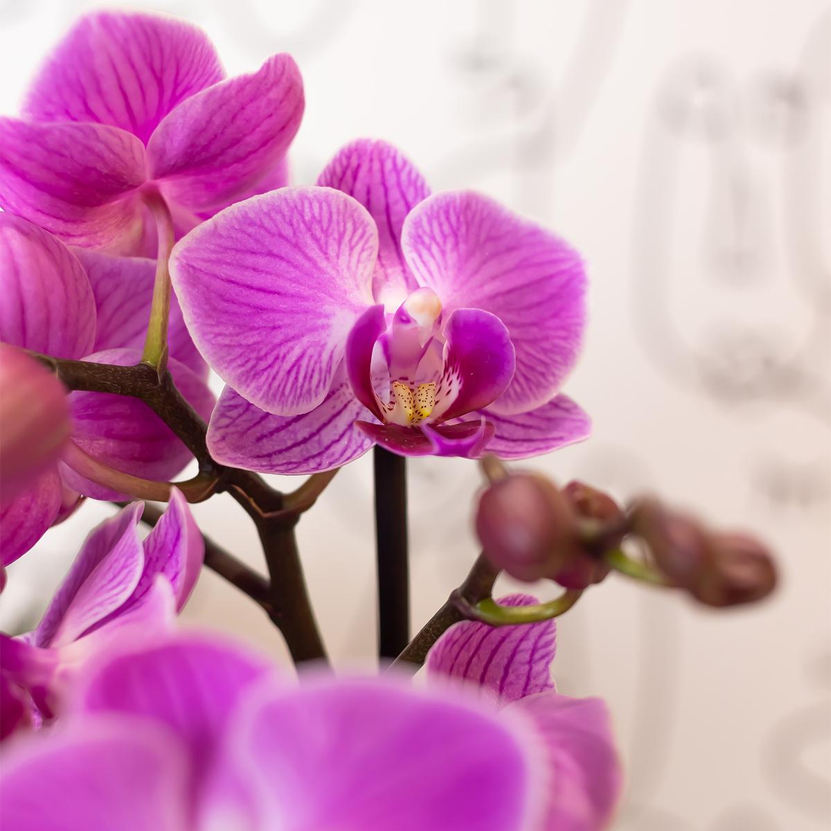 Paars/ roze Phalaenopsis orchidee - Mineral Vienna - Ø9cm