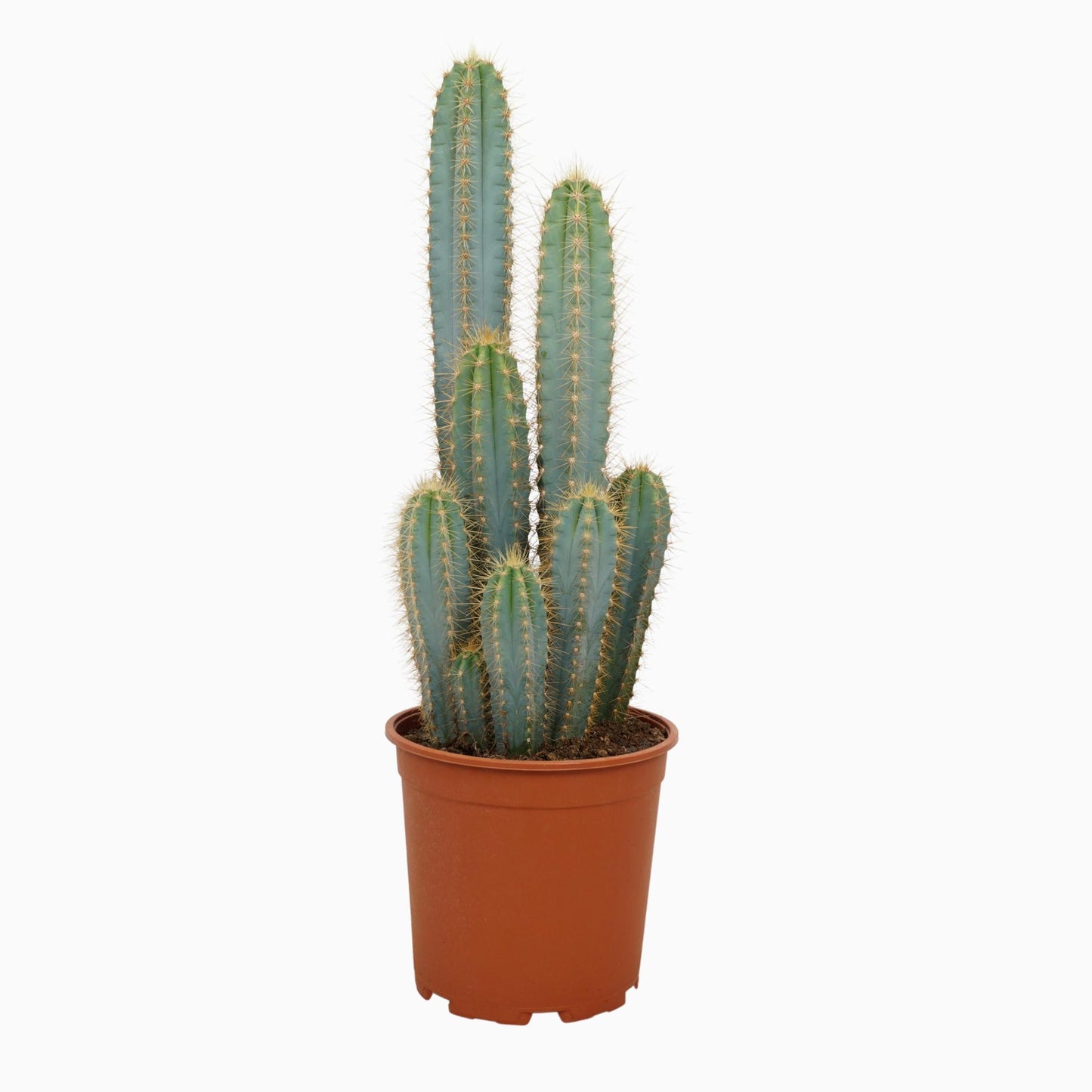Pilosocereus Azureus - Blauwgroene Zuilcactus - ↨21cm