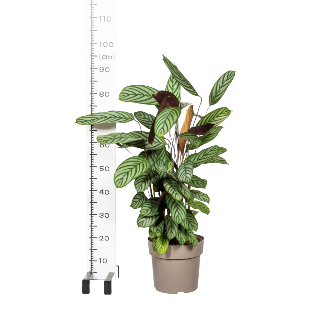 Calathea Oppenheimiana - ↨80-100cm - Ø24cm