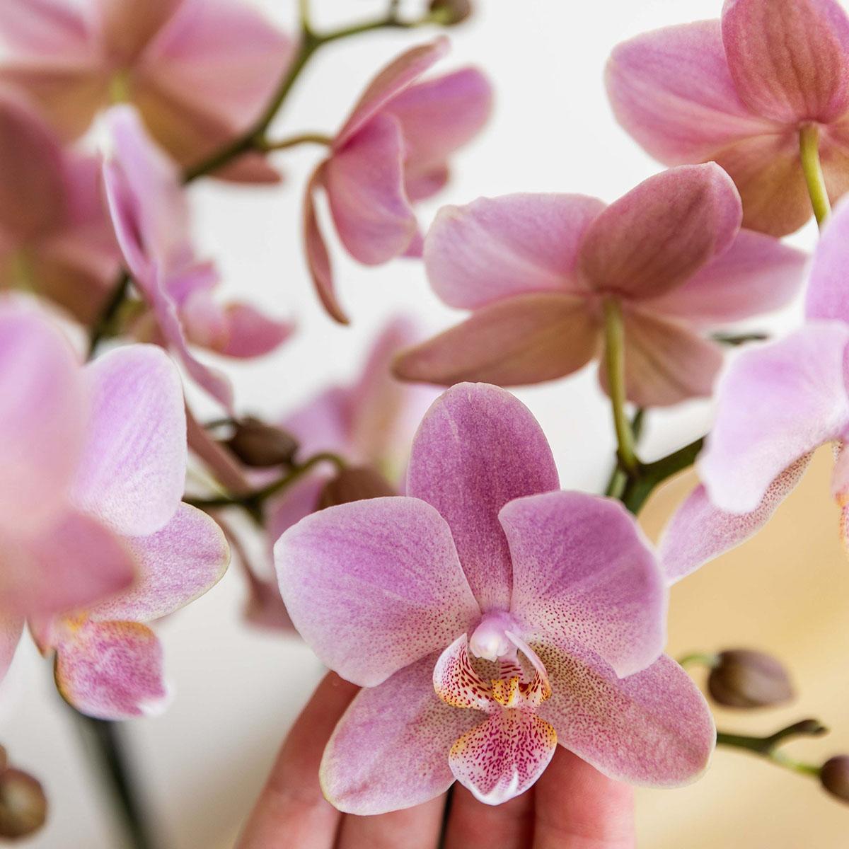 Oudroze Phalaenopsis orchidee - Jewel Treviso - Ø12cm