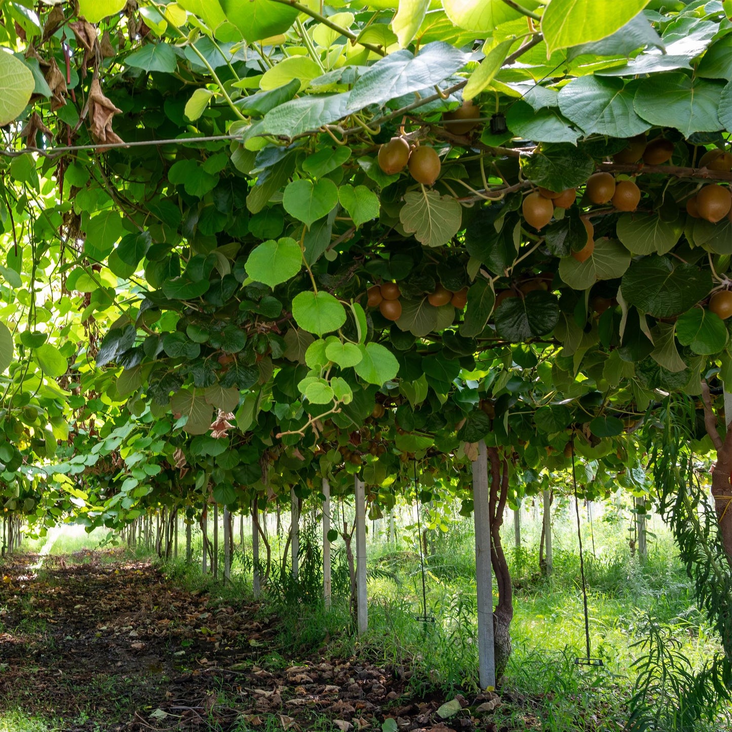 Actinidia deliciosa Jenny - Groene Kiwi - 2 planten - ↨50cm - Ø15cm