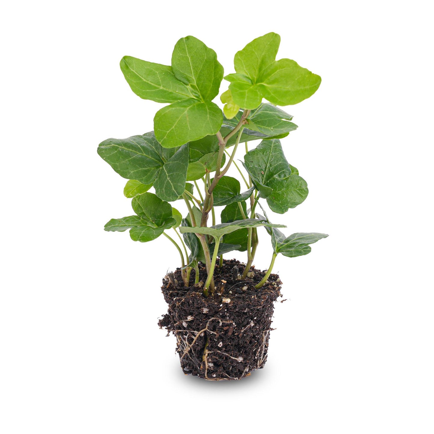 Hedera helix - Ø6cm