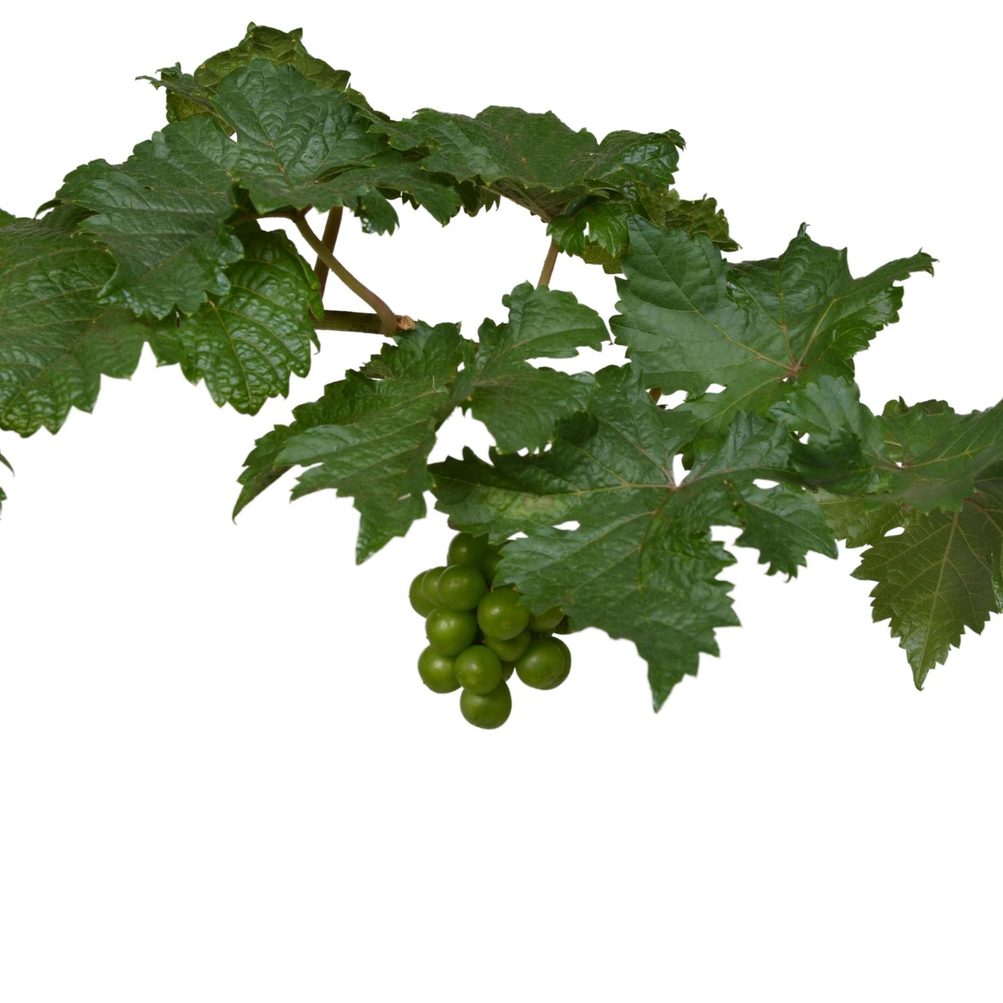 Biologische Blauwe wijndruif - ↨30cm - Ø14cm