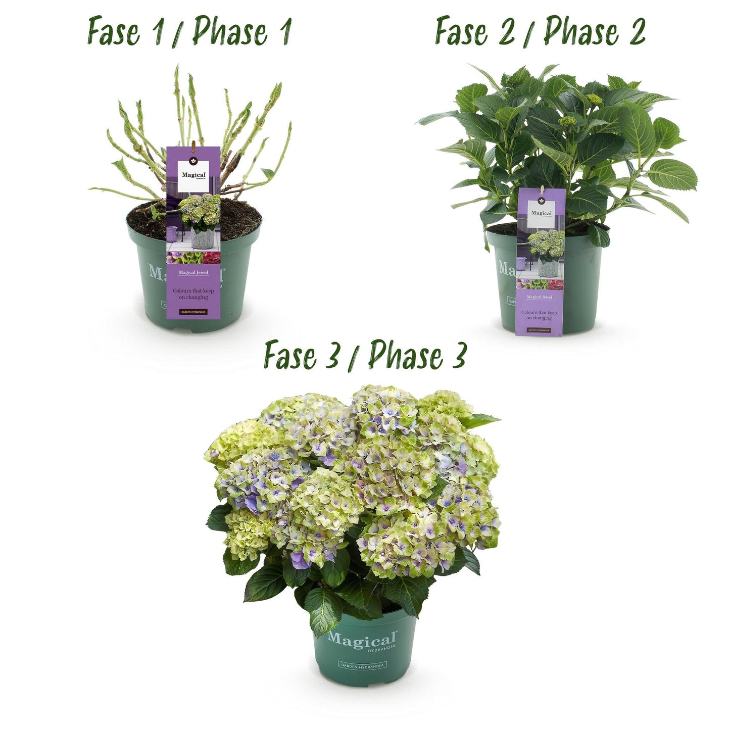 Hydrangea Magical Jewel Blue - Blauw - Hortensia - 2 Planten - ↨55cm - Ø23cm