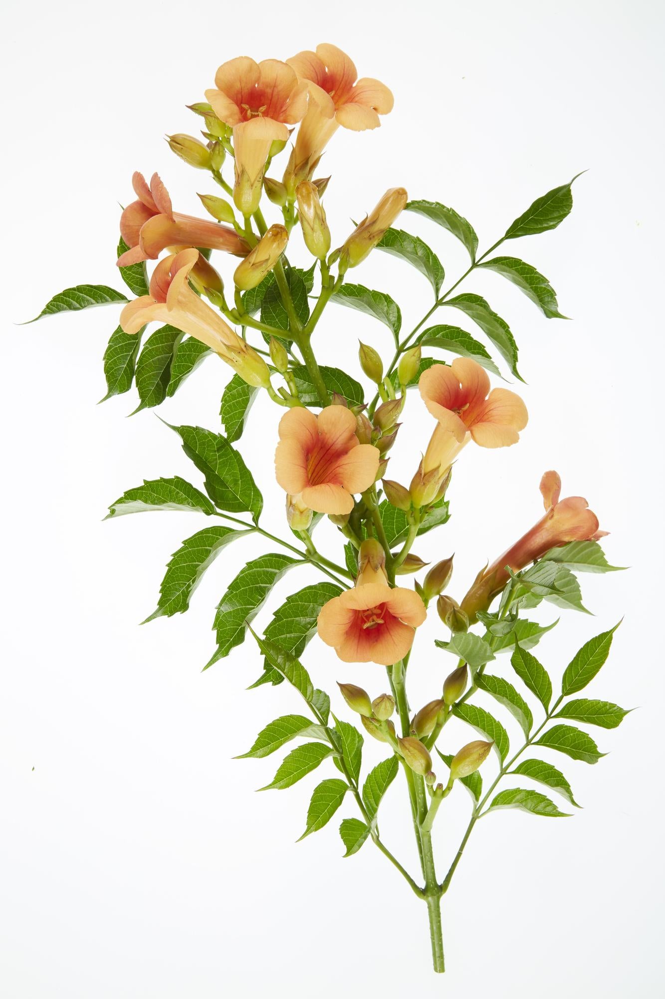 Campsis Indian Summer - Trompetbloem - Oranje - ↨65cm - Ø15cm